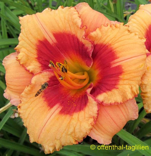 Hemerocallis / Taglilie 'Mayah Liebling'