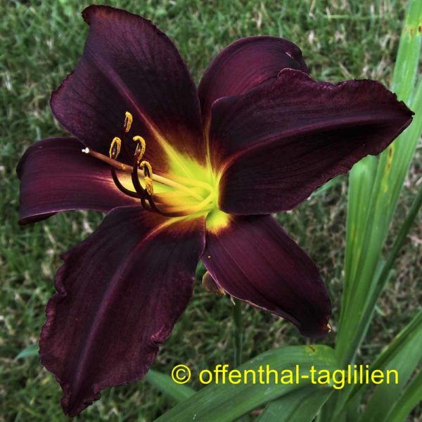 Hemerocallis / Taglilie 'Mayah Purple'