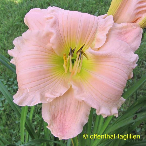 Hemerocallis / Taglilie 'Melissa La Branche'