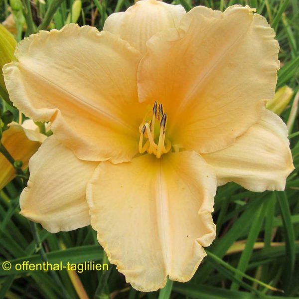 Hemerocallis / Taglilie 'Michele Coe'