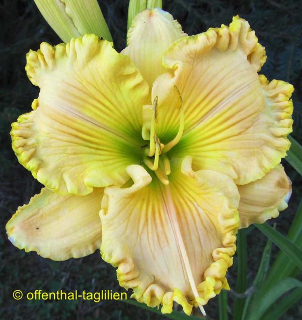 Hemerocallis / Taglilie 'Mike Longo'