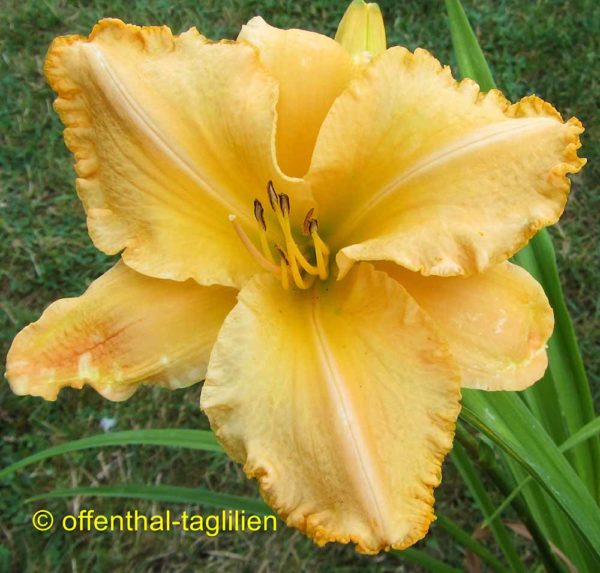 Hemerocallis / Taglilie 'Misbehave Melon Rules'