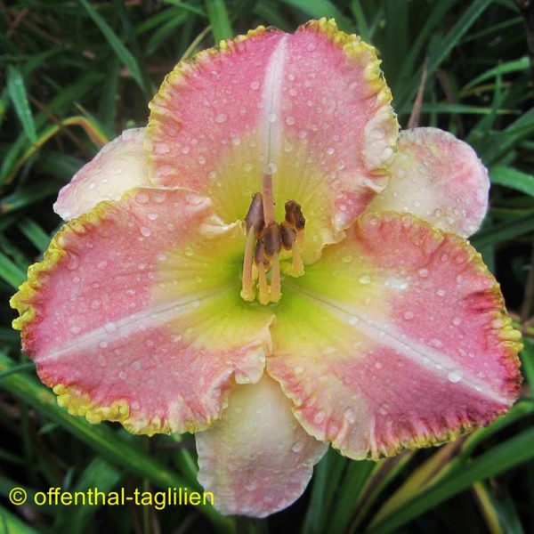 Hemerocallis / Taglilie 'Moonlight Rhapsody'