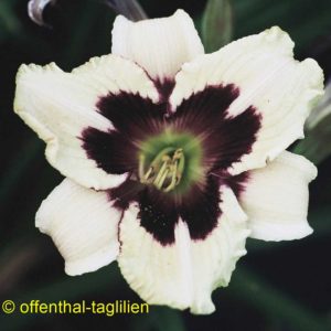 ‚Moonlit Masquerade‘