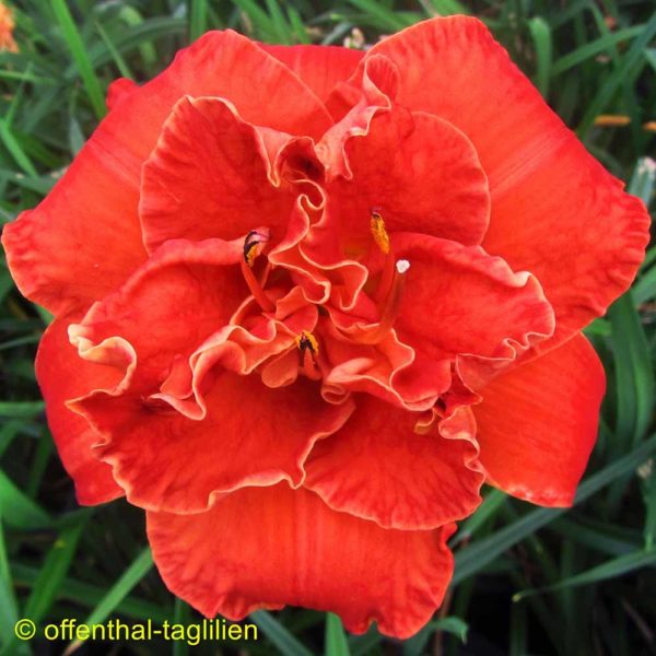 Hemerocallis / Taglilie 'Moses Fire'