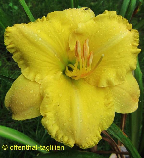 Hemerocallis / Taglilie 'My Darling Clementine'