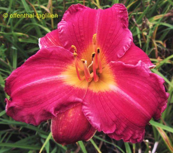 Hemerocallis / Taglilie 'My Ways'