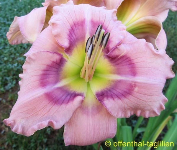 Hemerocallis / Taglilie 'Mystical Rainbow'