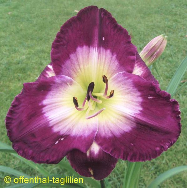 Hemerocallis / Taglilie 'Native Reflection'