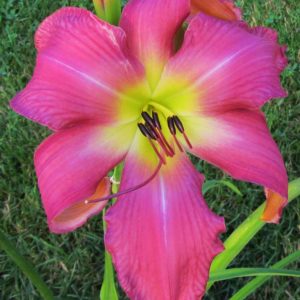 ‚Neon Flamingo‘