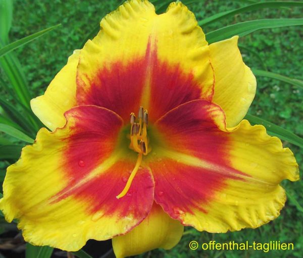 Hemerocallis / Taglilie 'New Clown's Face'