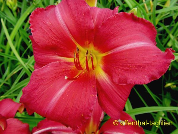 Hemerocallis / Taglilie 'New Note'