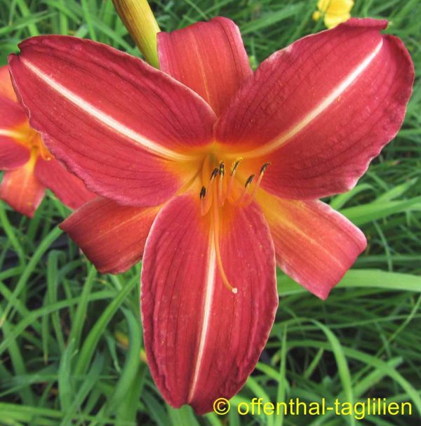 Hemerocallis / Taglilie 'Neyron Rose'