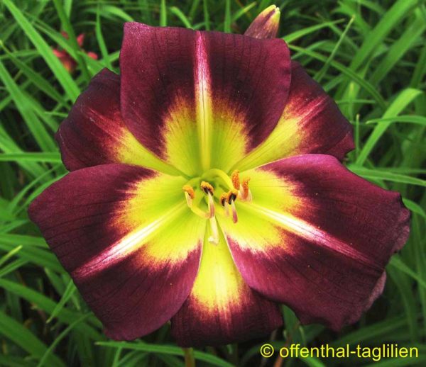 Hemerocallis / Taglilie 'Night Beacon'