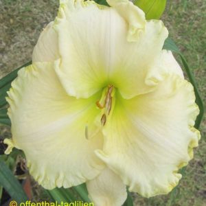 ‚Nordic Mist‘