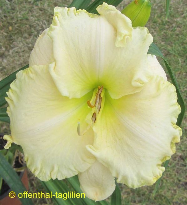 Hemerocallis / Taglilie 'Nordic Mist'