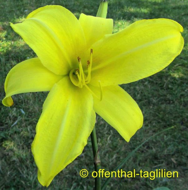 Hemerocallis / Taglilie 'Northbrook Star'