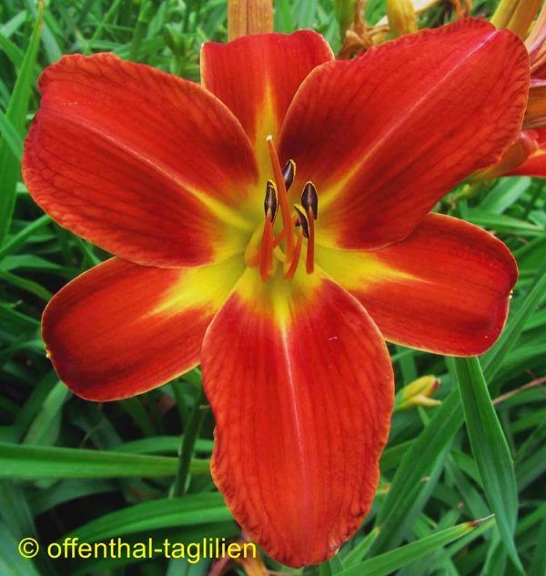 Hemerocallis / Taglilie 'Norton Hall'