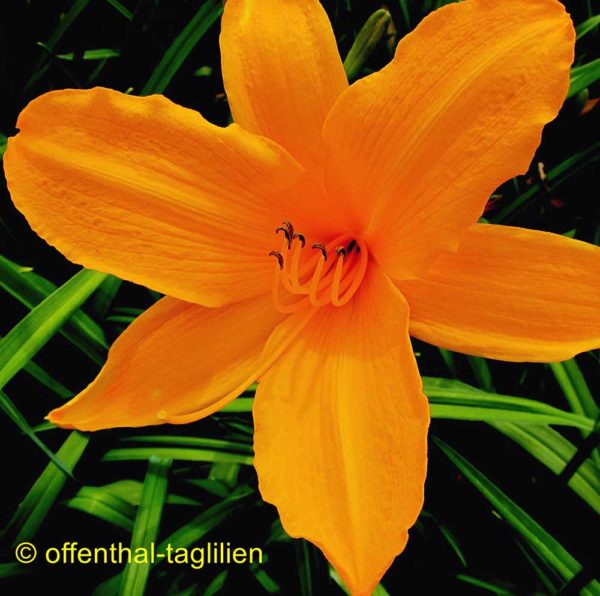 Hemerocallis / Taglilie 'Norton Orange'