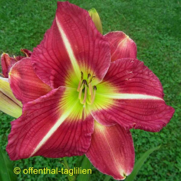 Hemerocallis / Taglilie 'Offenthal Elitesämling B 002'