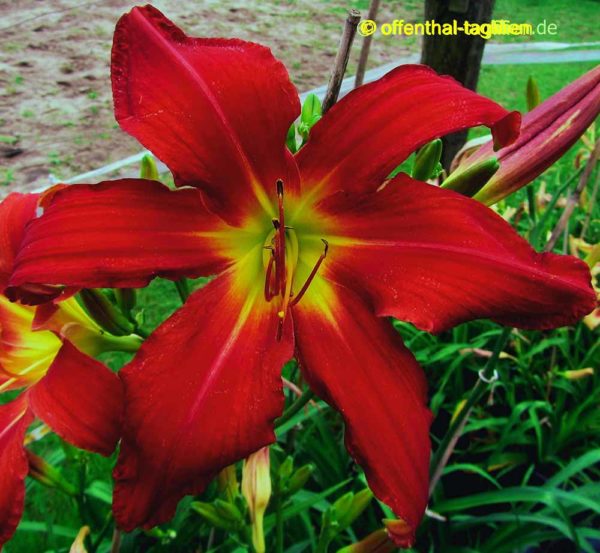 Hemerocallis / Taglilie 'Omega Red'