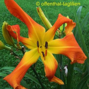 ‚Orange Clown‘