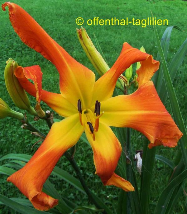 Hemerocallis / Taglilie 'Orange Clown'