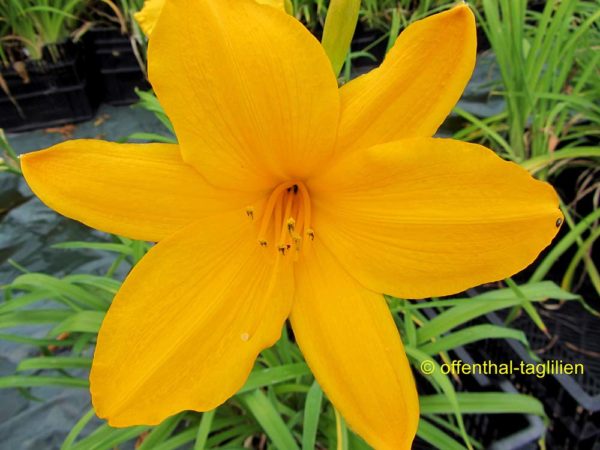 Hemerocallis / Taglilie 'Orange Prelude'