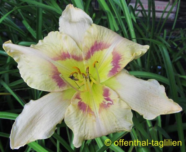 Hemerocallis / Taglilie 'Outburst'