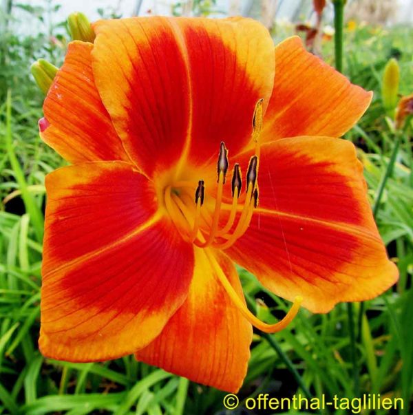 Hemerocallis / Taglilie 'Outrageous'