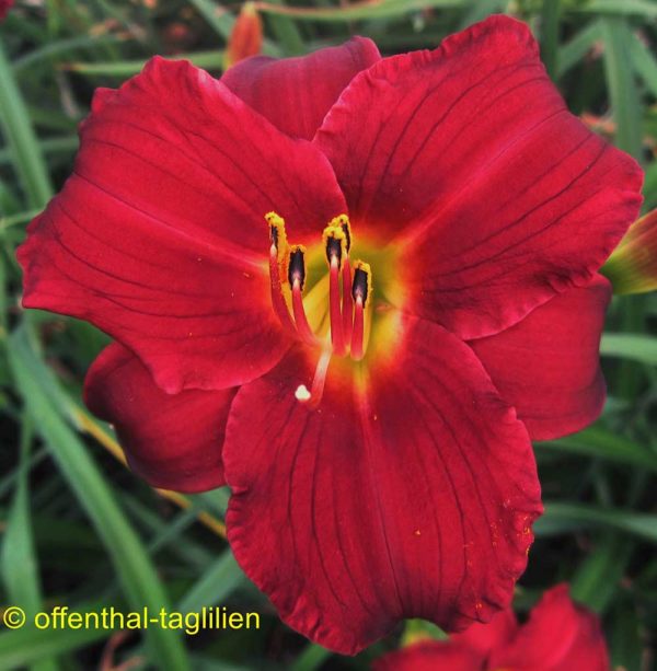 Hemerocallis / Taglilie 'Pardon Me'