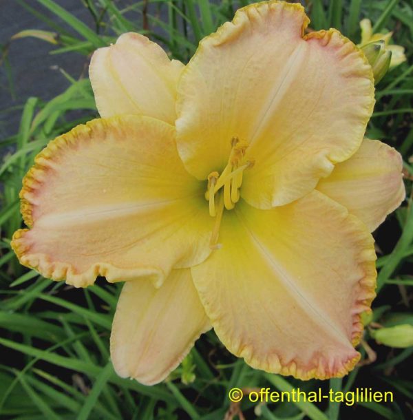 Hemerocallis / Taglilie 'Pastel Frolic'
