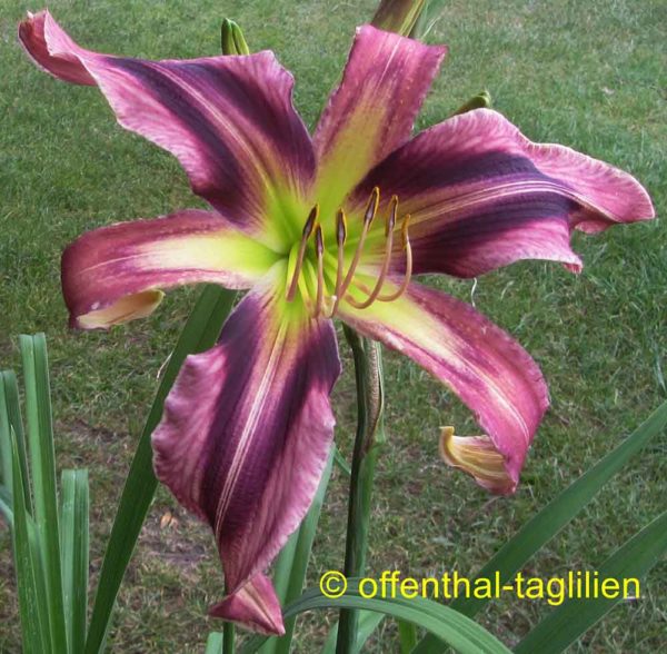 Hemerocallis / Taglilie 'Patrick Starfish'