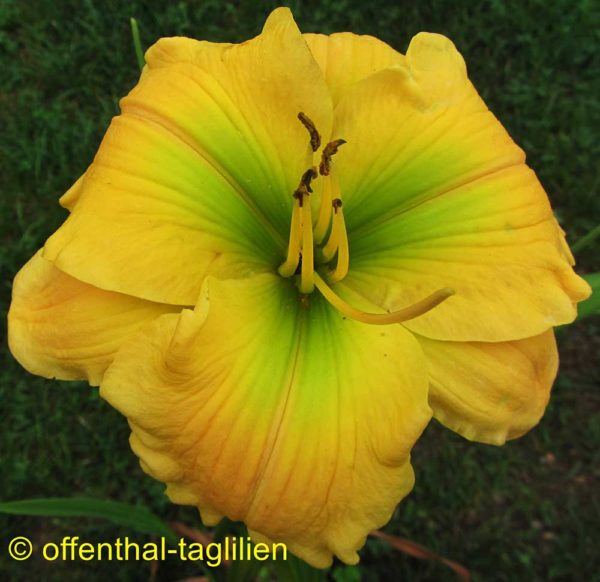 Hemerocallis / Taglilie 'Peach Emerald'