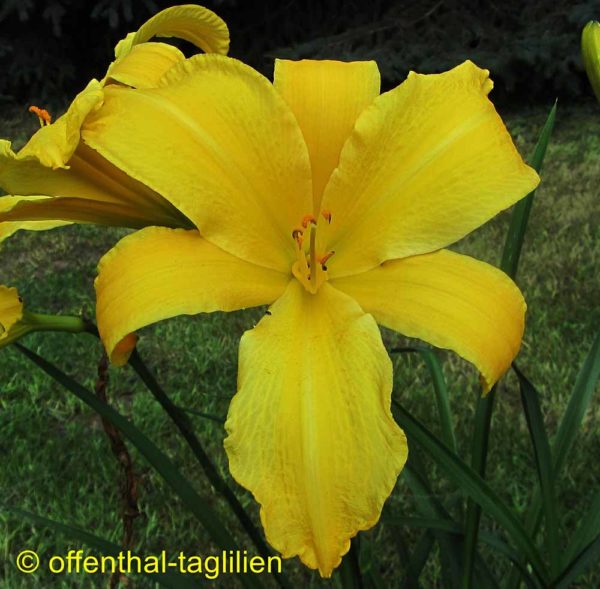 Hemerocallis / Taglilie 'Permaquid Light'