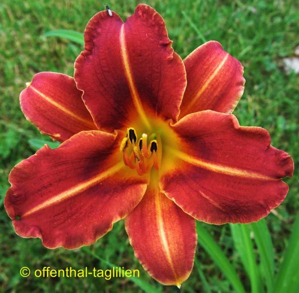 Hemerocallis / Taglilie 'Pfennigparade'