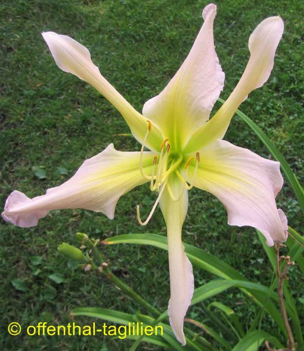 Hemerocallis / Taglilie 'Phial Of Galadriel'