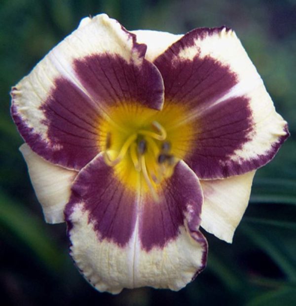 Hemerocallis / Taglilie 'Pirate's Patch'