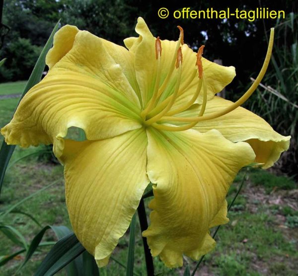 Hemerocallis / Taglilie 'Planet Claire'