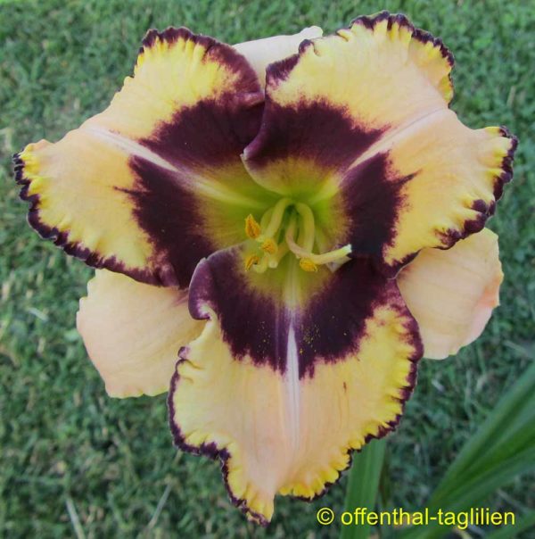 Hemerocallis / Taglilie 'Point of Divergence'