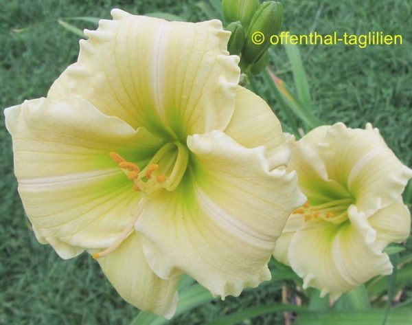 Hemerocallis / Taglilie 'Precious de Oro'