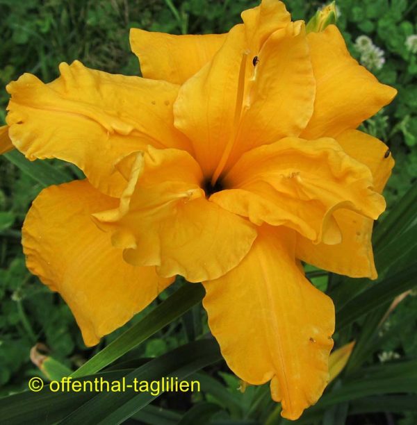 Hemerocallis / Taglilie 'Prester John'