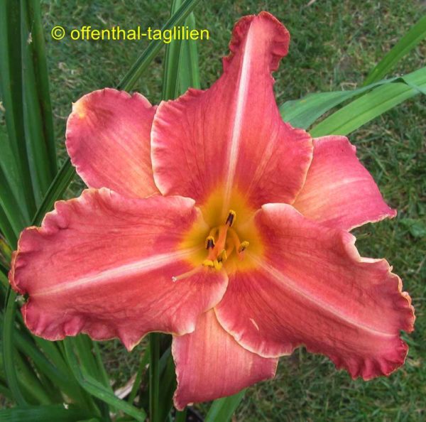 Hemerocallis / Taglilie 'Pretty Fancy'