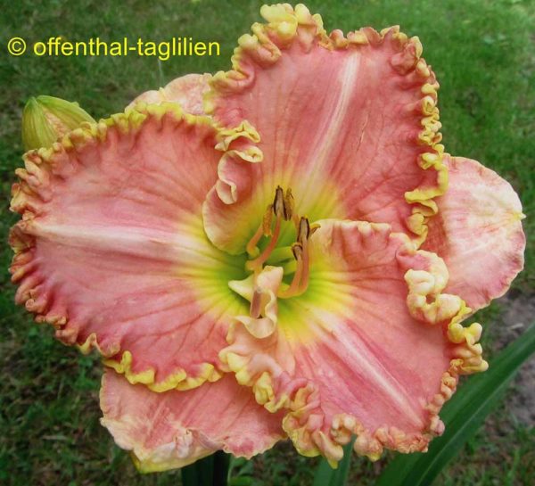 Hemerocallis / Taglilie 'Princess Diana'