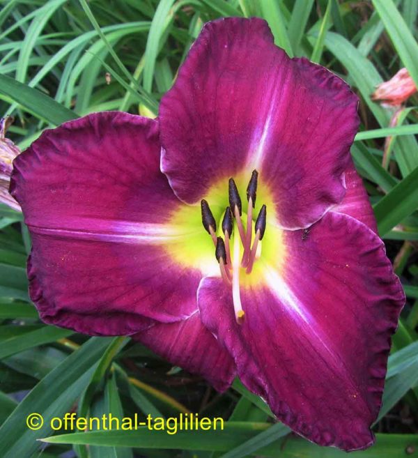Hemerocallis / Taglilie 'Princeton Grape'