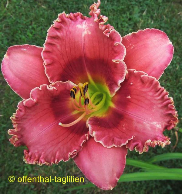 Hemerocallis / Taglilie 'Psychic Trance'