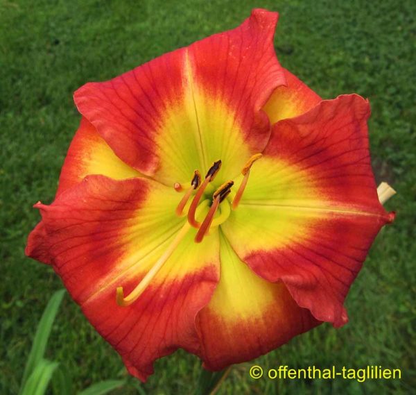 Hemerocallis / Taglilie 'Pum'