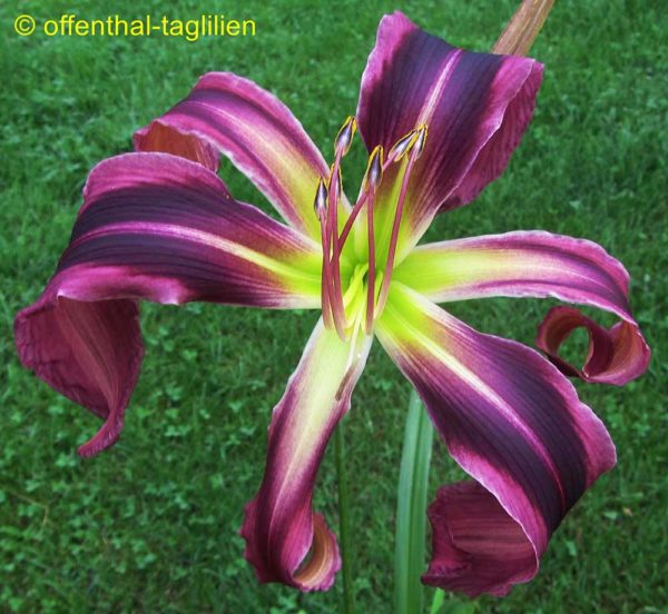 Hemerocallis / Taglilie 'Purple Tarantula'