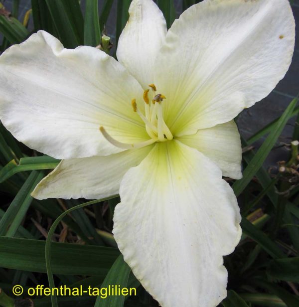 Hemerocallis / Taglilie 'Pursuit Of Exellence'