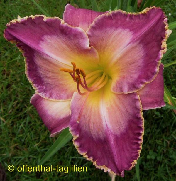 Hemerocallis / Taglilie 'Queen's Cape'